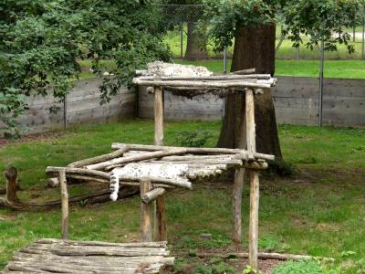 Panthère des neiges - 2021