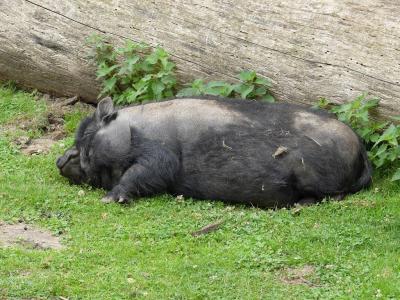 Porc du Vietnam - 2021