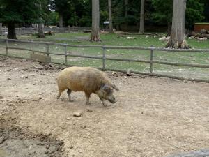 Petite ferme