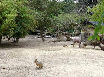 Trek des Andes - 2021