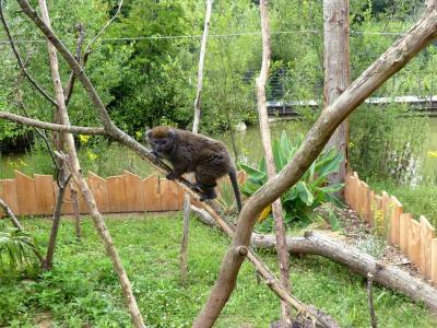 Hapalémur du lac de Alaotra - 2021