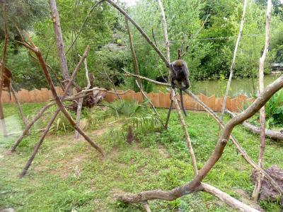 Hapalémur du lac de Alaotra - 2021