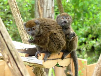 Hapalémur du lac de Alaotra - 2021