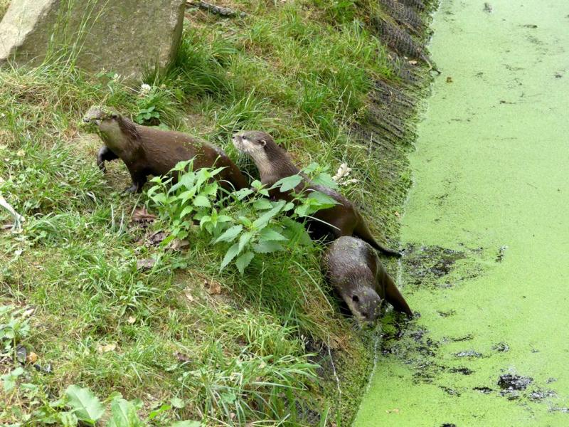 Loutre d'Asie