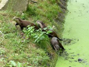 Loutre d'Asie