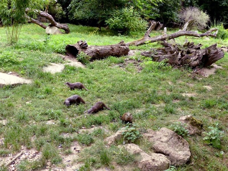 Loutre d'Asie