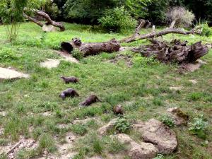 Loutre d'Asie