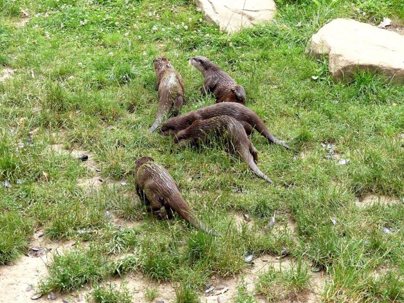 Loutre d'Asie