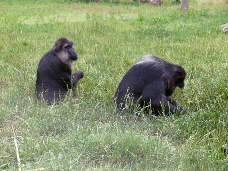 Macaque de Tonkéan