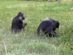 Macaque de Tonkéan
