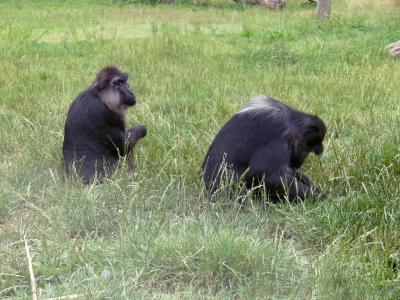 Macaque de Tonkéan - 2021