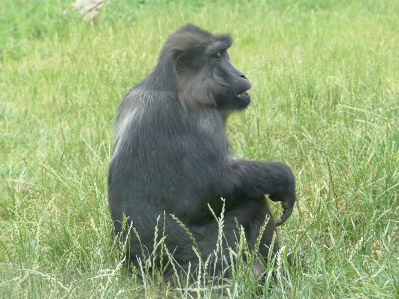 Macaque de Tonkéan