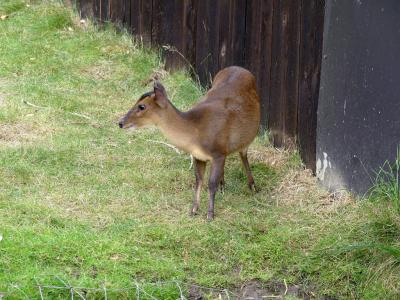 Muntjac de Reeves - 2021