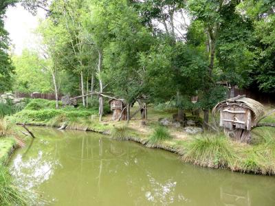 Panda roux - Muntjac de Reeves - 2021