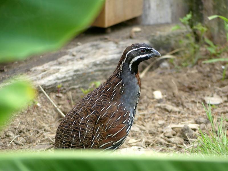 Perdrix de Madagascar