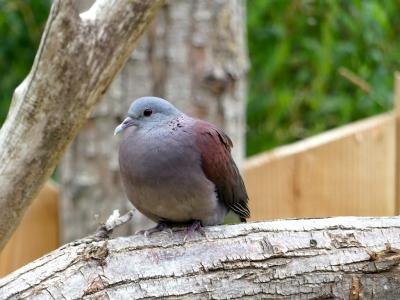 Pigeon de Madagascar - 2021