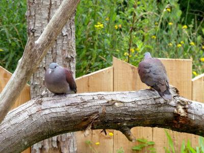 Pigeon de Madagascar - 2021