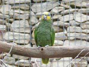 Amazone aourou