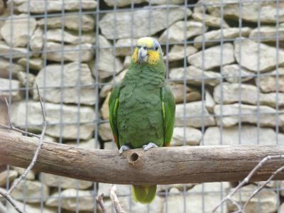 Amazone aourou - 2021