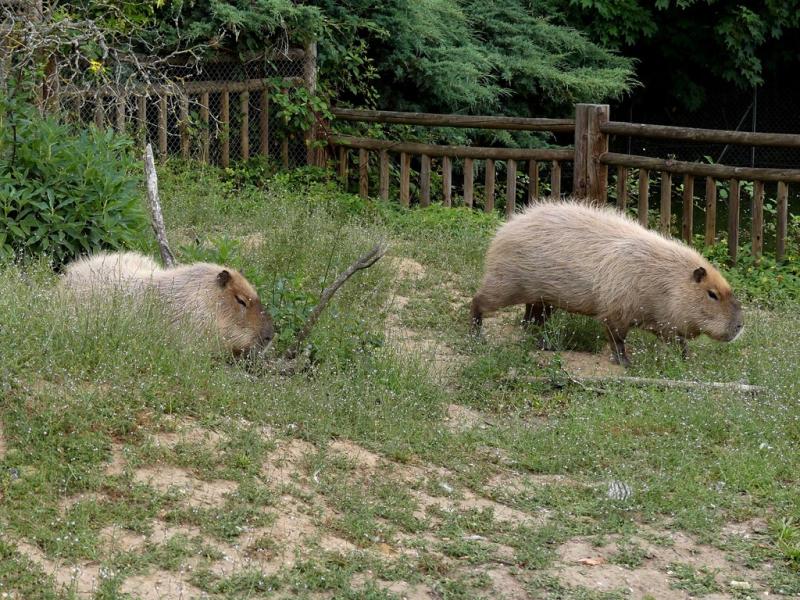 Capybara