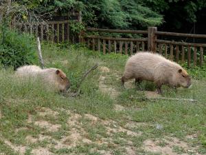 Capybara