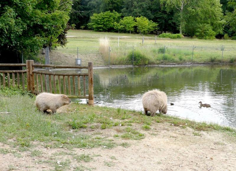 Capybara