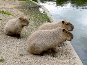 Capybara