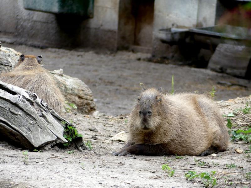 Capybara