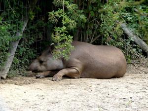 Tapir terrestre