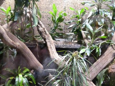 Boa de Dumeril - 2021