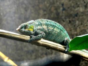 Caméléon panthère