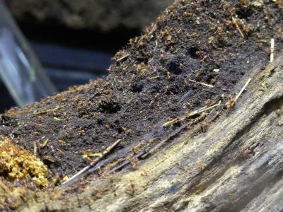 Fourmi champignoniste - 2021