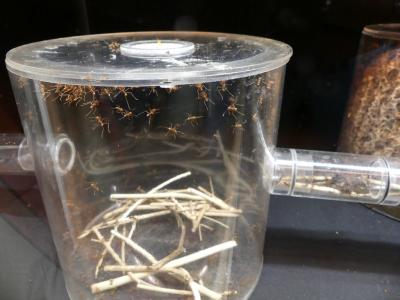 Fourmi champignoniste - 2021