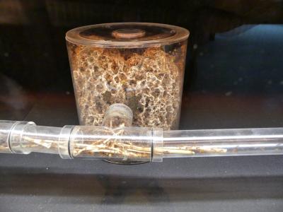 Fourmi champignoniste - 2021