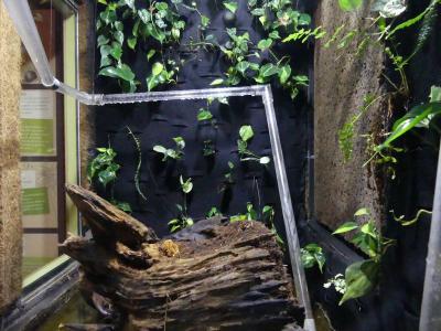 Fourmi champignoniste - 2021