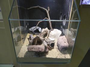 Gecko léopard