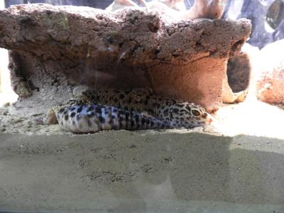 Gecko léopard - 2021