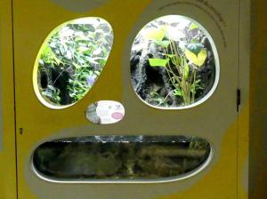 Grenouille mousse