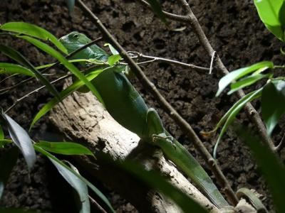 Iguane à bandes de Fidji - 2021