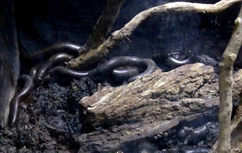 Millipede géant des Seychelles