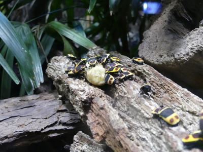 Pachnoda marginata peregrina - 2021