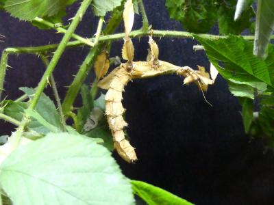 Phasme à tiare - 2021