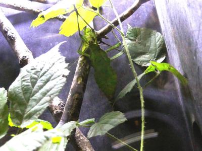 Phasme des Philippines - 2021