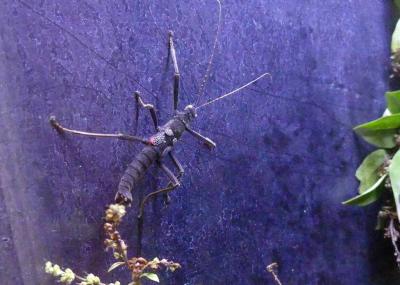 Phasme noir du Pérou - 2021