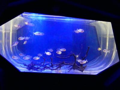 Piranha rouge - 2021