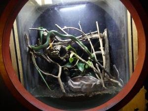 Serpent ratier rhinocéros