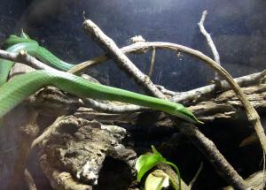 Serpent ratier rhinocéros