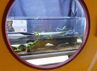 Triton crêté - 2021