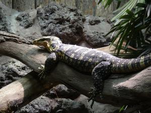 Varan de Cuming