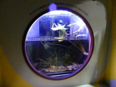 Xénope du Cap - 2021